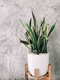 Beautiful houseplant in ceramic pot for home decoration. 