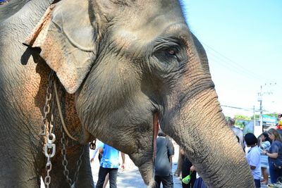 Close-up of elephant