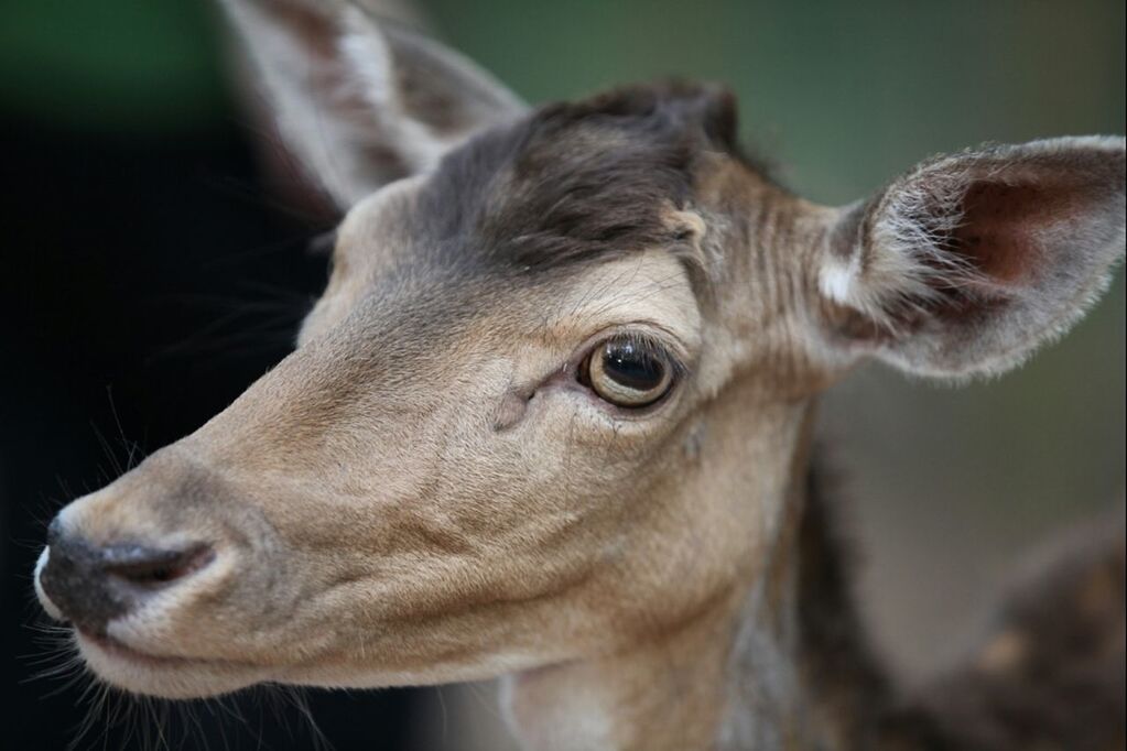 animal themes, one animal, mammal, animal head, focus on foreground, domestic animals, close-up, animal body part, portrait, looking away, zoology, part of, selective focus, side view, herbivorous, wildlife, horse, no people, nature