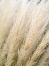 Full frame shot of rice paddy