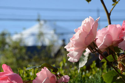 Close-up of pink roses