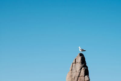 Low angle view of bird perching on rock against clear blue sky