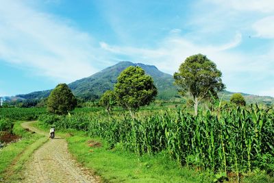 Scenic view of agricultural field against sky