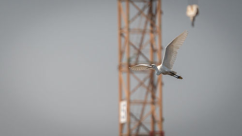 Low angle view of seagull flying