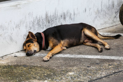 Dog lying down on street