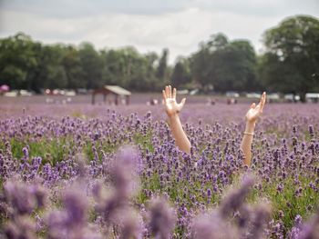 Cropped hand of woman at lavender field