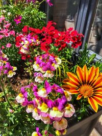 Close-up of flowers in pot