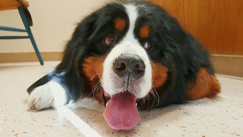 Close-up portrait of dog sticking out tongue