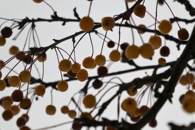Low angle view of fruits growing on tree against sky