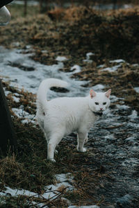 White cat standing on field