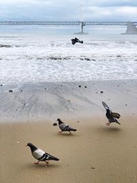 High angle view of seagulls on beach