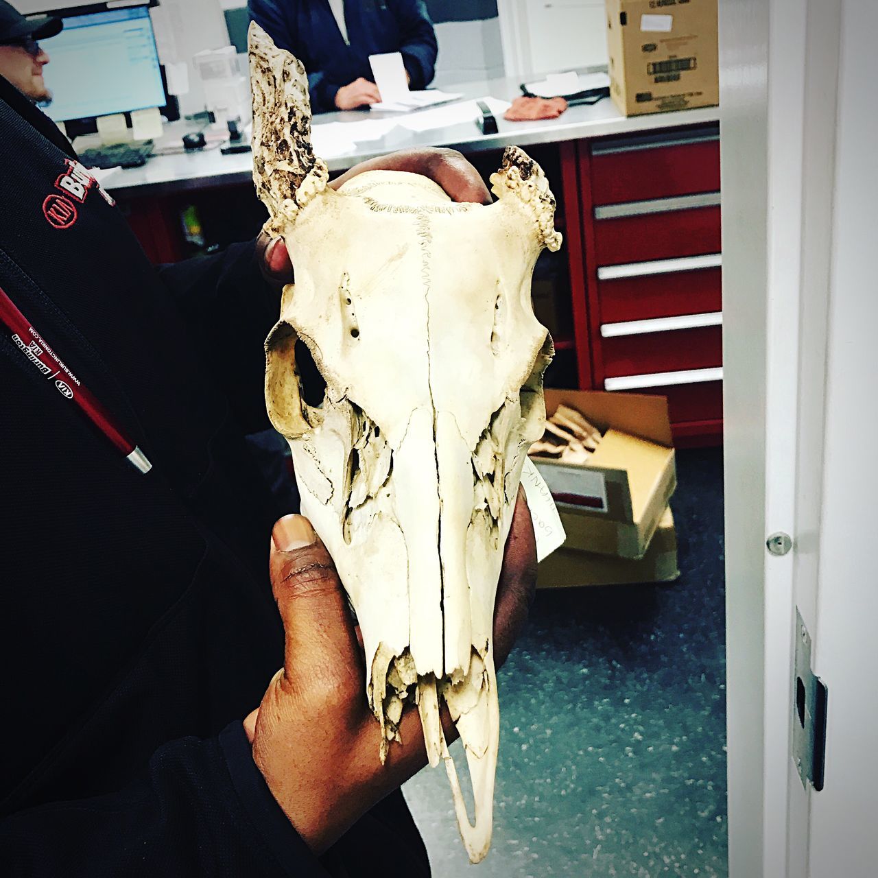 animal skull, animal body part, indoors, animal themes, human body part, people, day