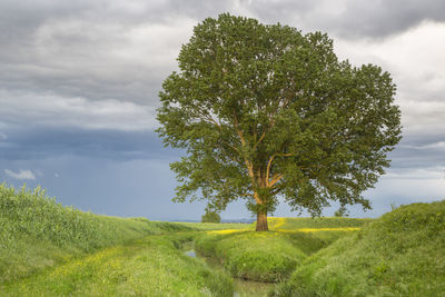 Tree on field against sky