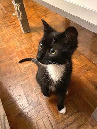 High angle view of cat looking away