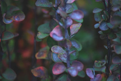 Close-up of plant