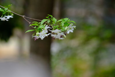 Close-up of white flowering plant