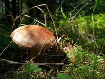 Close-up of mushroom growing on field