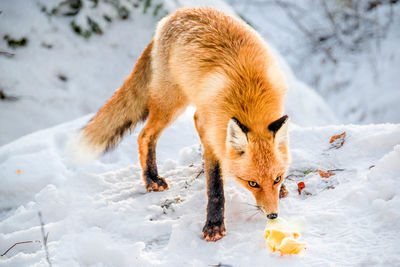 Close-up of fox standing on snow field