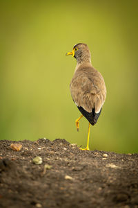 Wattled plover on one leg turning head