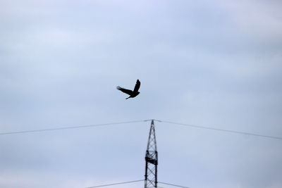 Low angle view of bird flying against sky