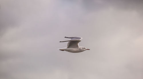 Low angle view of seagull flying