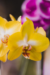 Close-up of yellow orchid