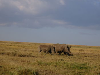 Horses grazing on grassy field