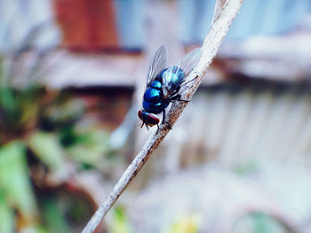 Close-up of insect perching on plant