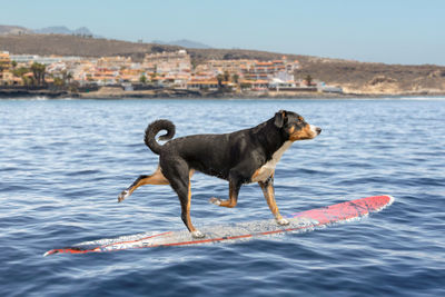 Side view of dog in water