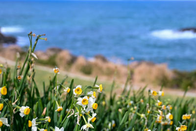 flowering plant