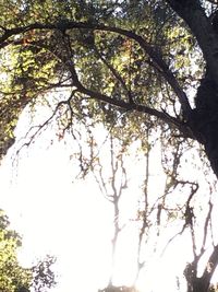 Low angle view of tree against sky