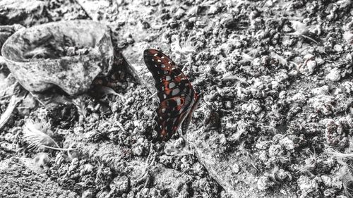 Close-up of butterfly on rock