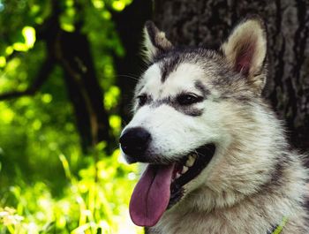 Close-up of dog outdoors