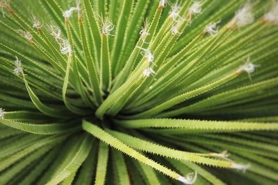 Full frame shot of plant