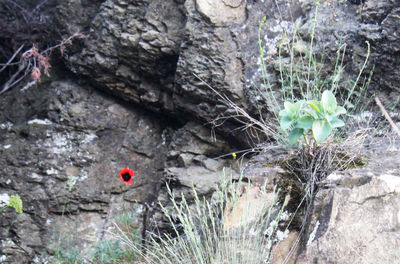 Close-up of red and plants