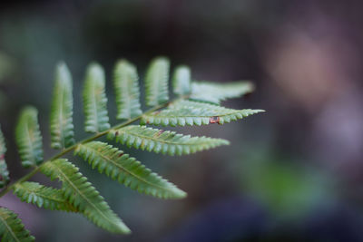 Close-up of fern leaves