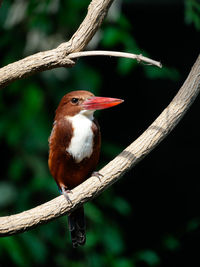 Close-up of bird perching on branch