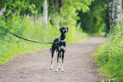 Dog standing on road