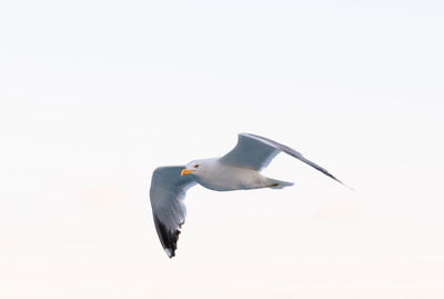 High angle view of seagull flying