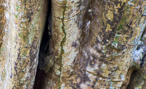 Full frame shot of trees in forest