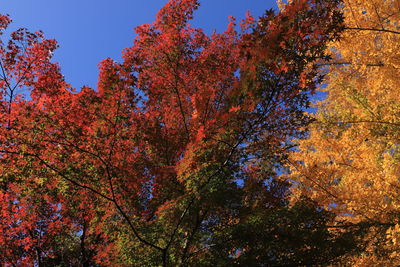 Low angle view of autumnal trees against clear sky