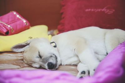 Dog sleeping on the ground