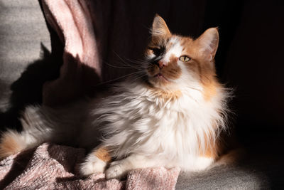 Close-up of cat looking away