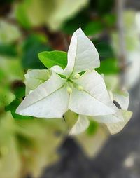 Close-up of yellow flower