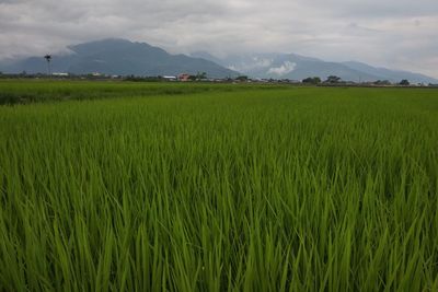 View of rural scene