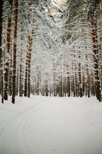Snow covered trees in winter