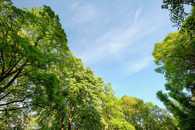 Low angle view of trees against sky