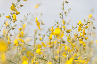 Close-up of yellow flowers blooming in park