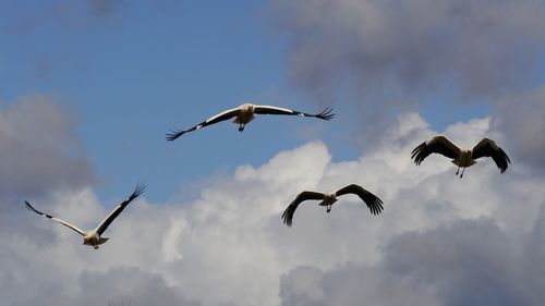 Low angle view of storks flying in sky