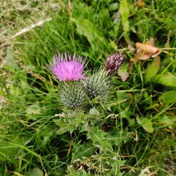 Close-up of purple thistle flowers on field